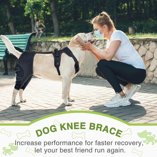 Large dog wearing hip and knee support brace outdoors — mobility aid