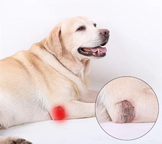 Updated Dog Leg Support & Arthritis Protector – Protective Bandage, Hock Joint Brace, Knee Pads for Injury Recovery