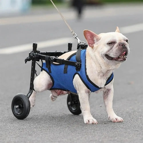 Small dog using adjustable wheelchair for mobility support and recovery
