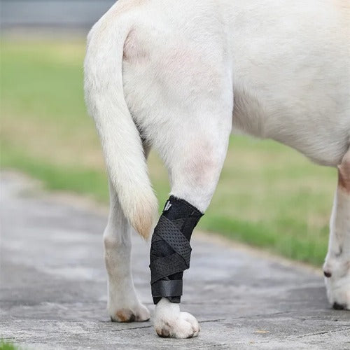 Updated Dog Leg Support & Arthritis Protector – Protective Bandage, Hock Joint Brace, Knee Pads for Injury Recovery