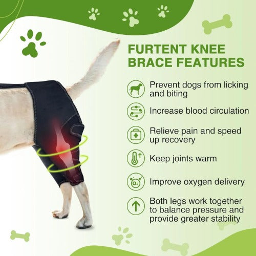 Before and after mobility improvement with dog brace — recovery results