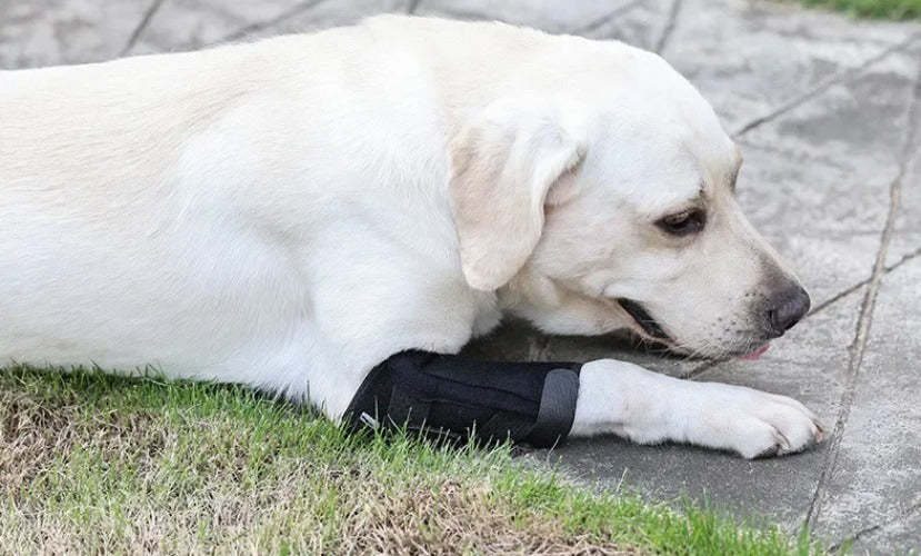 Updated Dog Leg Support & Arthritis Protector – Protective Bandage, Hock Joint Brace, Knee Pads for Injury Recovery