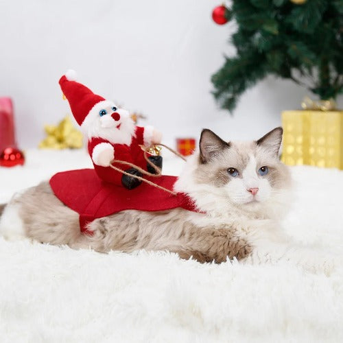 Cat in Christmas Santa outfit with sleigh accessory